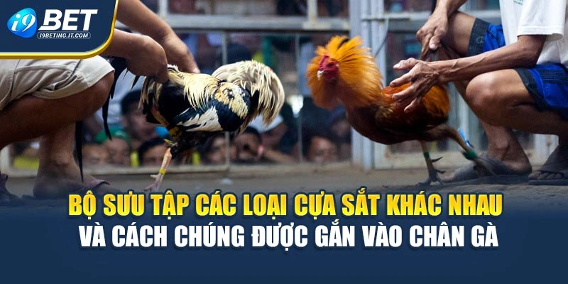 Bộ sưu tập các loại cựa sắt khác nhau và cách chúng được gắn vào chân gà