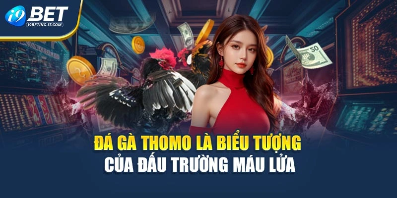 Đá gà Thomo là biểu tượng của đấu trường máu lửa