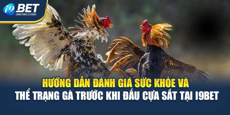 Hướng dẫn đánh giá sức khỏe và thể trạng gà trước khi đấu cựa sắt tại i9Bet