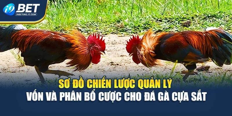 Sơ đồ chiến lược quản lý vốn và phân bổ cược cho đá gà cựa sắt