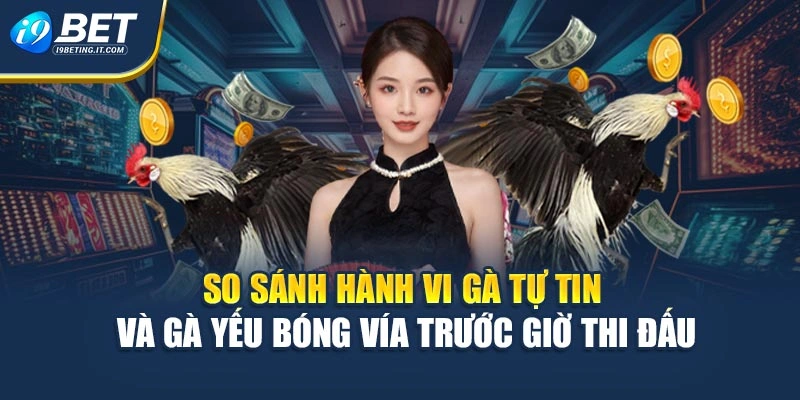 So sánh hành vi gà tự tin và gà yếu bóng vía trước giờ thi đấu